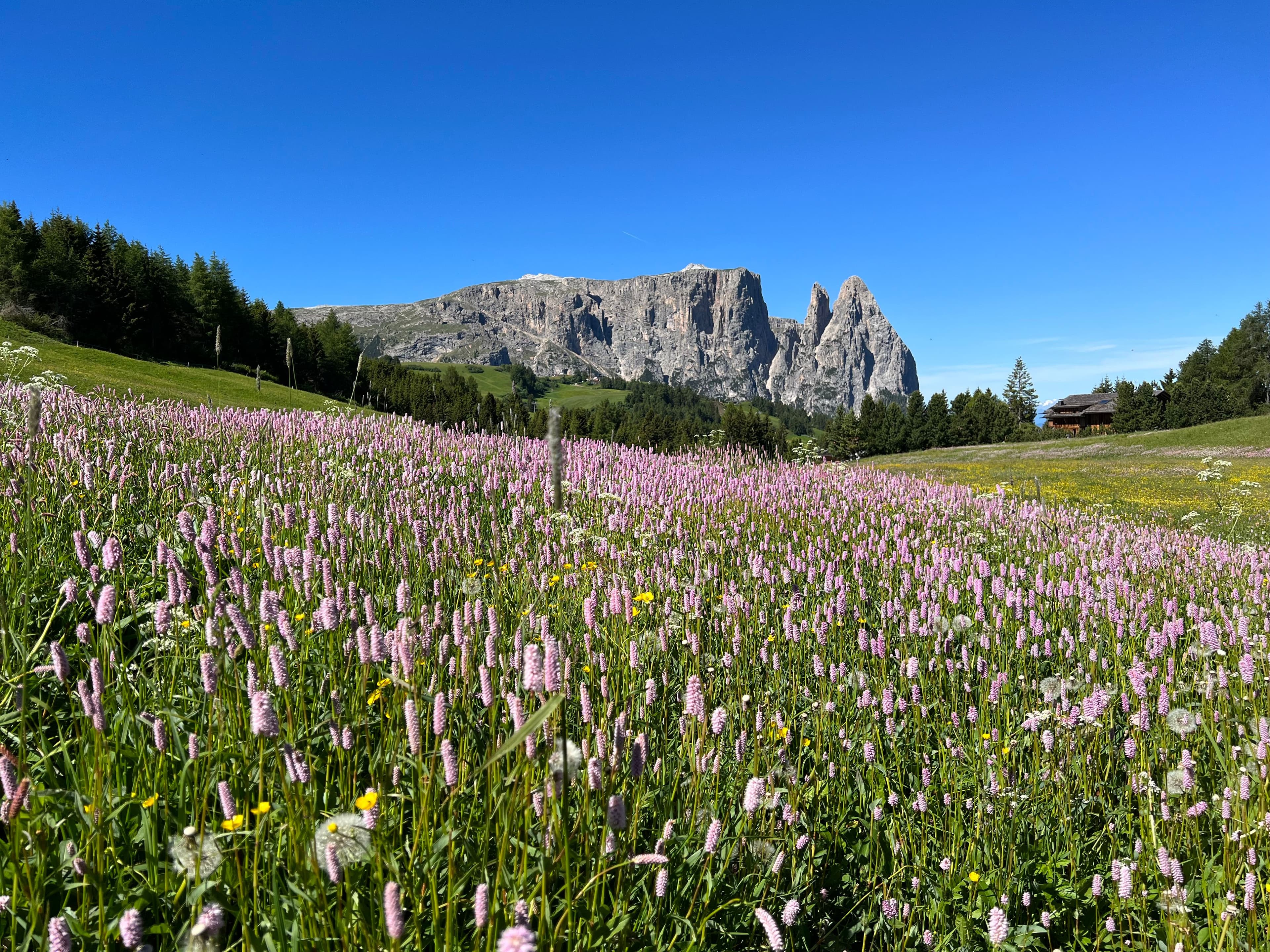 Almwiese mit Blumen und Schlern im Hintergrund